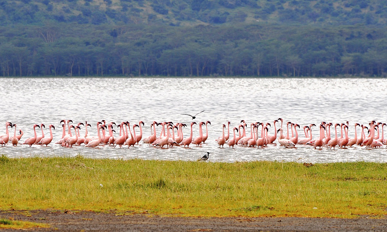 flamingo, kenya, nakuru, nature, birds, safari